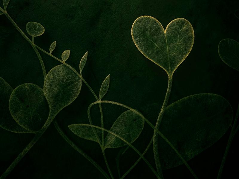 Textura botánica en verde profundo con una hoja en forma de corazón